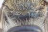 Osmia caerulescens